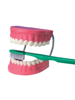 GIANT DENTAL CARE MODEL WITH TOOTHBRUSH 